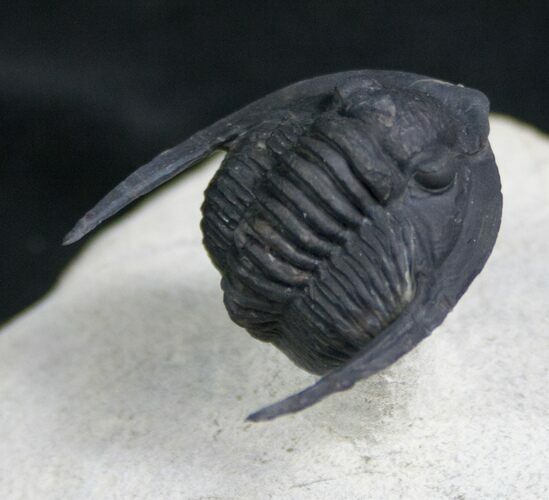 Aesthetic Cornuproetus Trilobite On Pedastal #7899